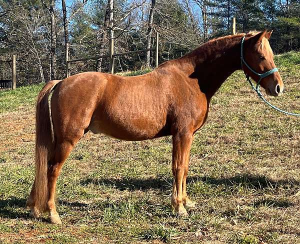 red-dun-rmha-gelding