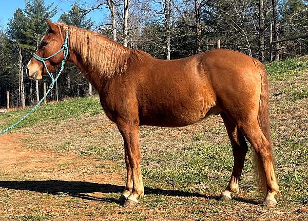 red-dun-rmha-horse
