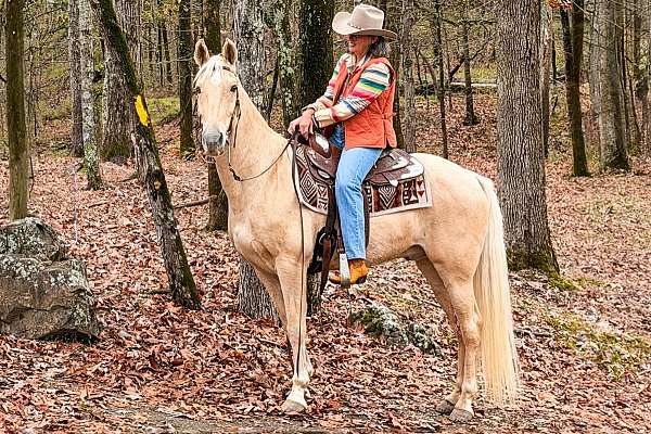 trail-horse-tennessee-walking