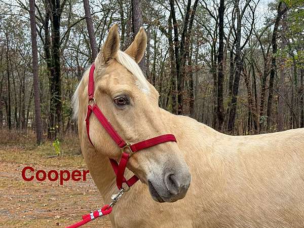 family-horse-tennessee-walking