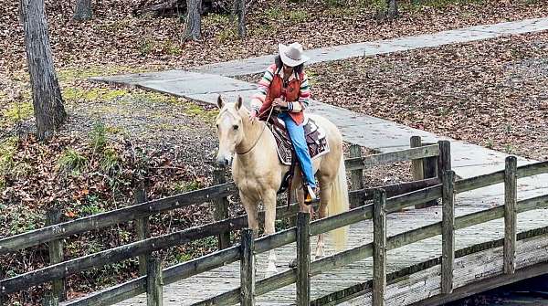 gentle-horse-tennessee-walking