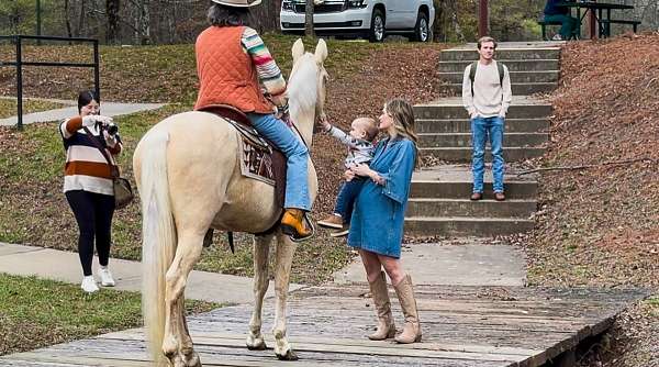 my-horse-connection-tennessee-walking