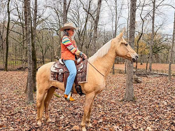 gaited-horse-tennessee-walking