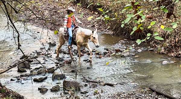 gun-safe-horse-tennessee-walking