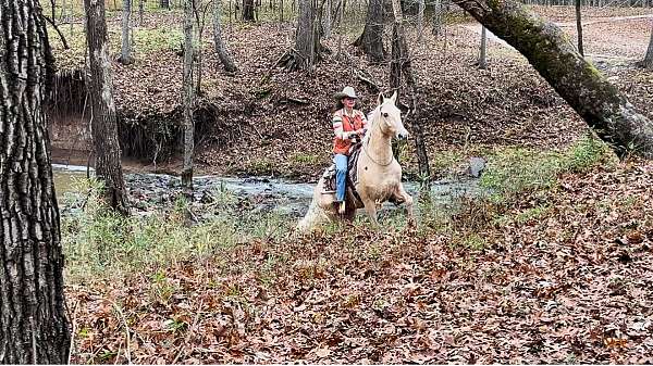 western-horse-tennessee-walking