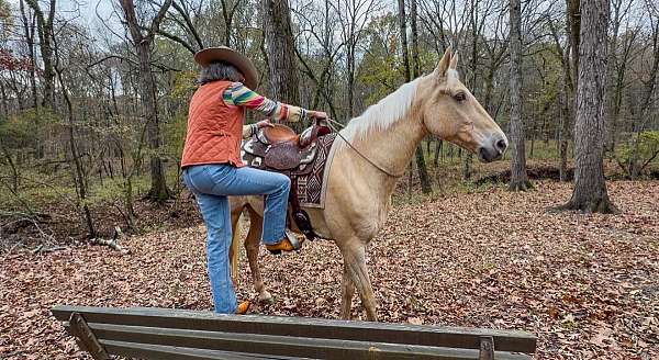 western-dressage-horse-tennessee-walking