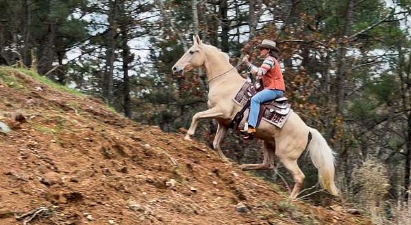 tennessee-walking-horse