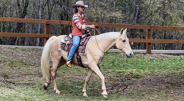 trail-horse-for-sale-tennessee-walking