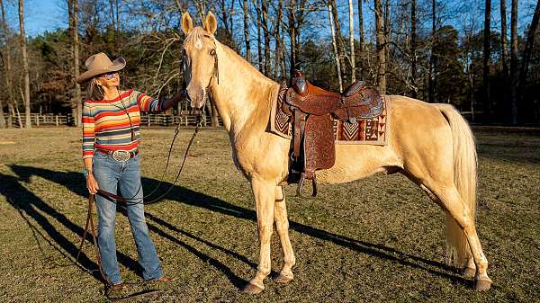 traffic-safe-horse-tennessee-walking