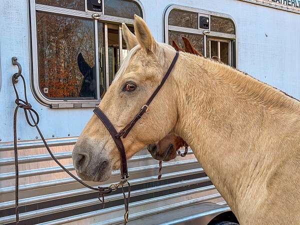 smooth-gaited-horse-tennessee-walking