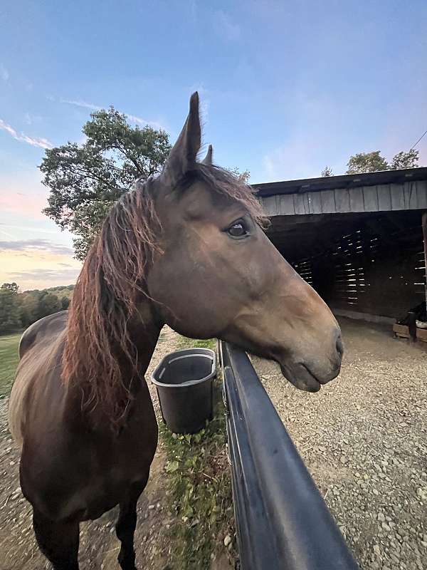 rocky-mountain-gelding