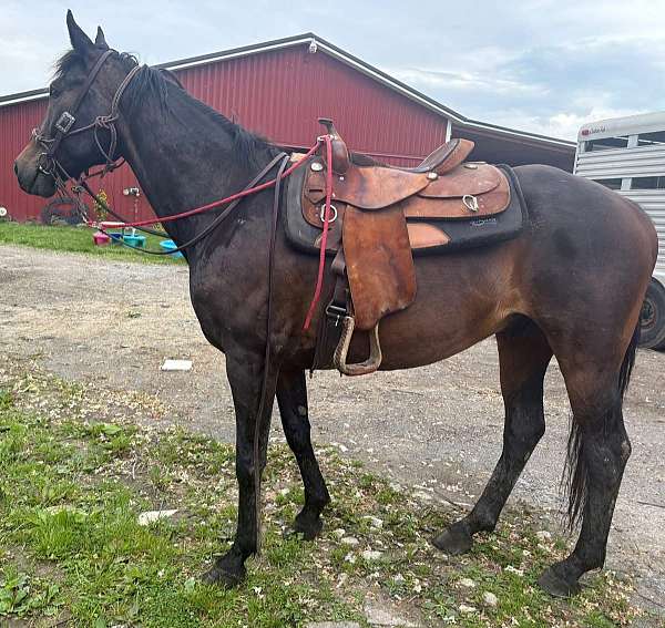 rocky-mountain-horse-for-sale