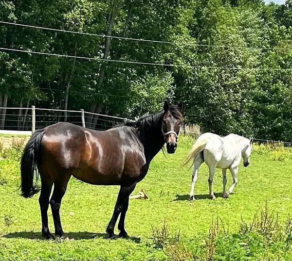 rocky-mountain-horse