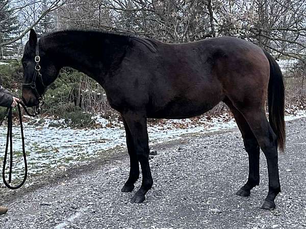 warmblood-colt