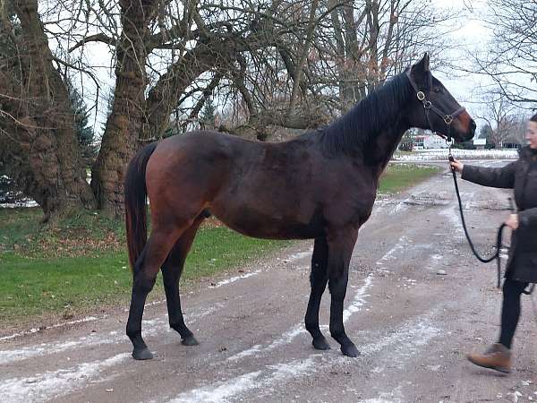 warmblood-horse-for-sale