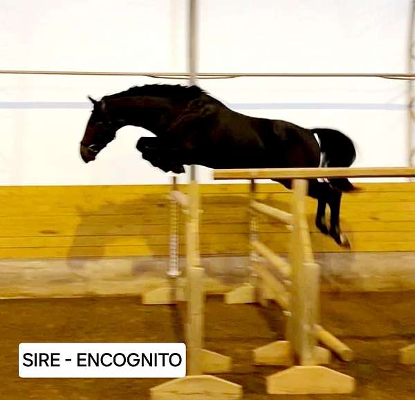 warmblood-horse