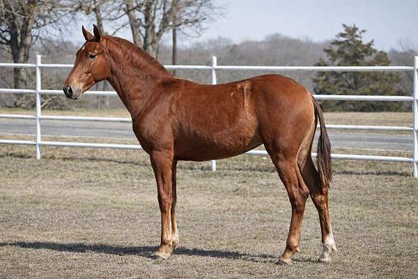 chestnut-ancce-pre-filly