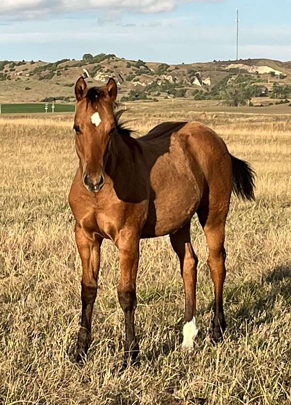 dun-stud-colt