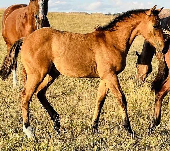 own-colt