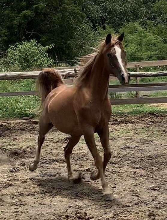 break-to-ride-arabian-horse