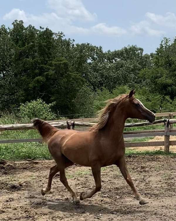 break-to-ride-mare
