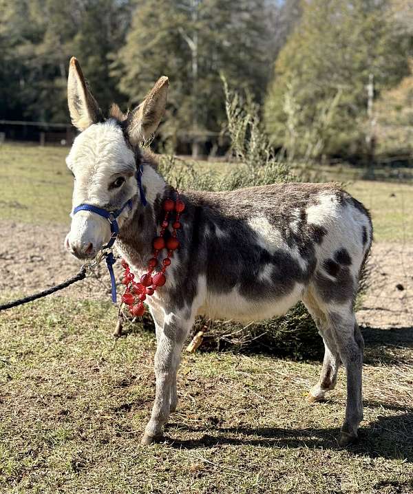 breeding-donkey