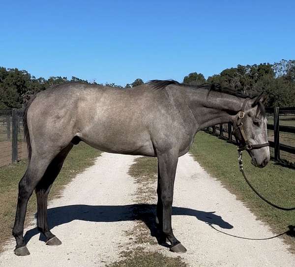 all-around-thoroughbred-horse