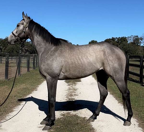 athletic-thoroughbred-horse