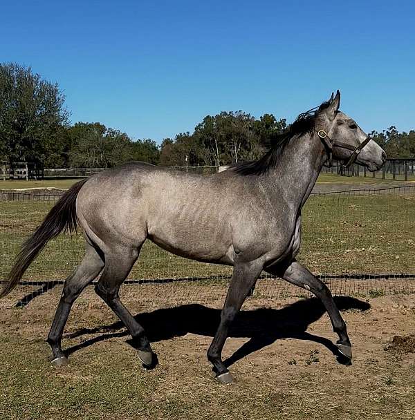 barrel-thoroughbred-horse