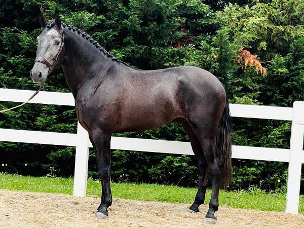 lusitano-horse