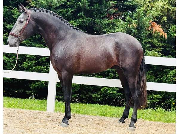 grey-lusitano-horse