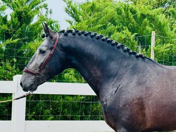 piro-free-lusitano-horse