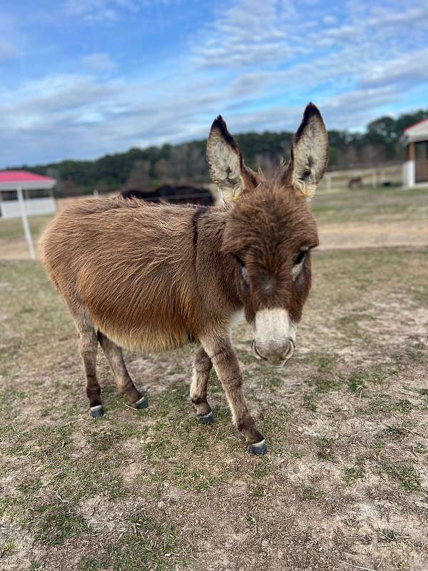 brown-adms-donkey