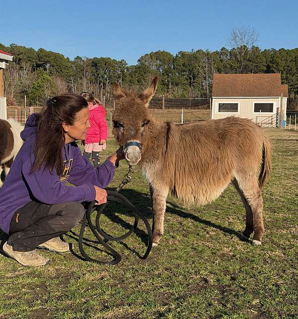 6-hand-miniature-donkey