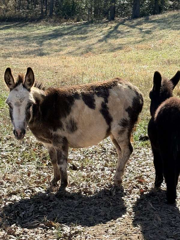 donkey-mare