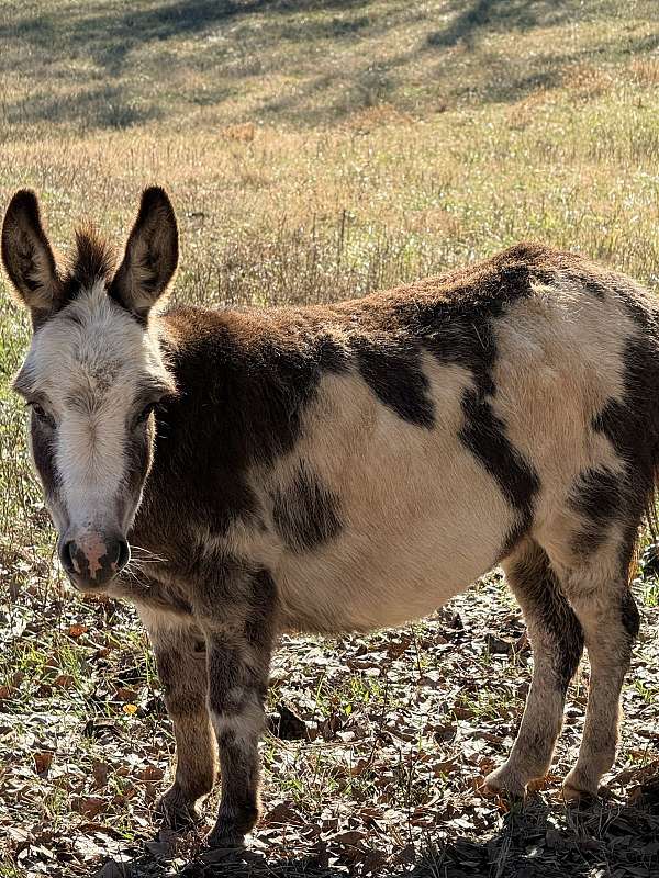 donkey-for-sale
