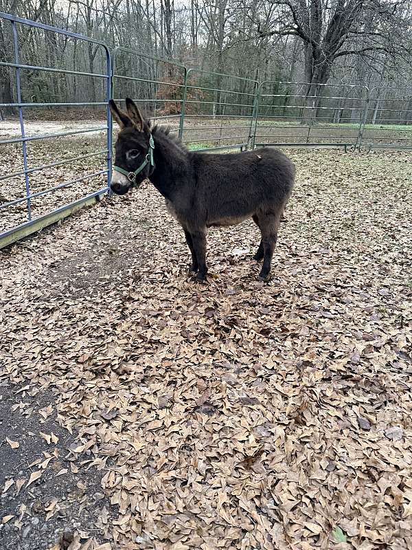 donkey-weanling