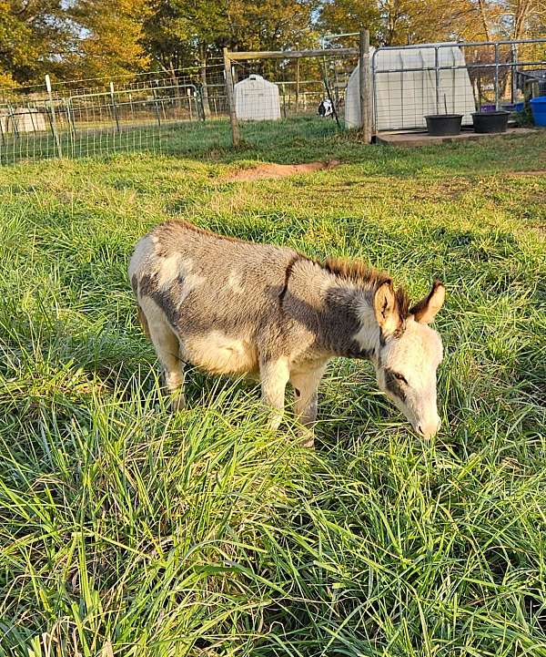 halter-trained-miniature-donkey