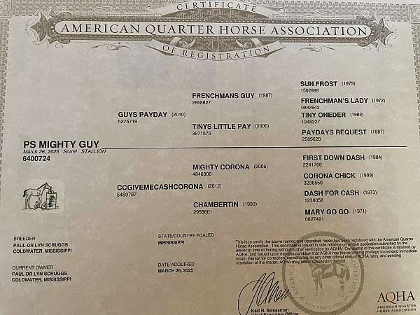 all-around-quarter-horse