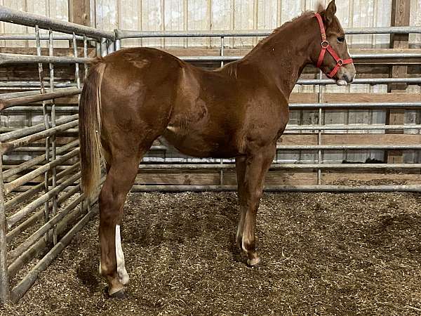 athletic-quarter-horse