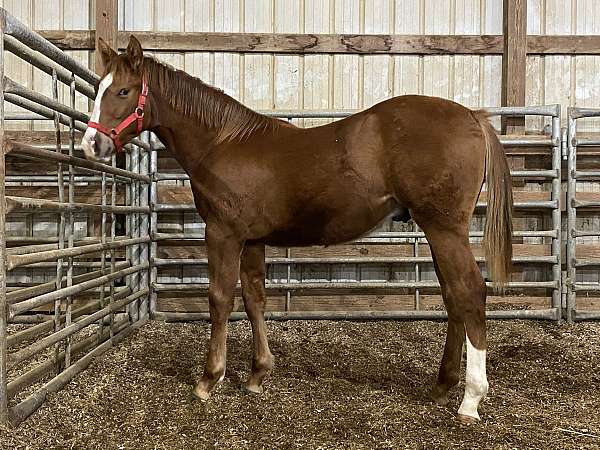 barrel-quarter-horse