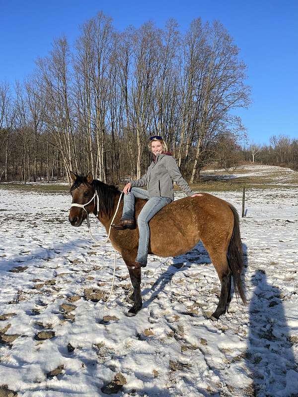 all-around-quarter-horse