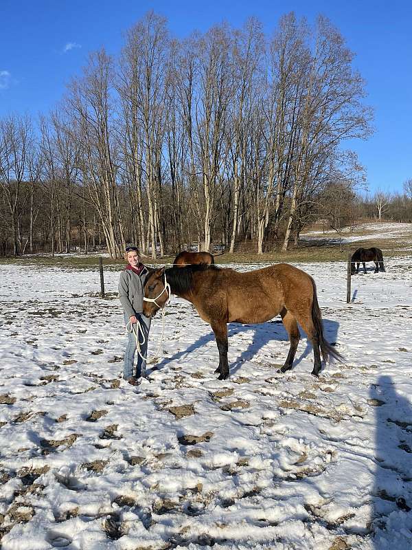 breeding-quarter-horse