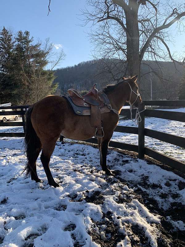 ranch-quarter-horse
