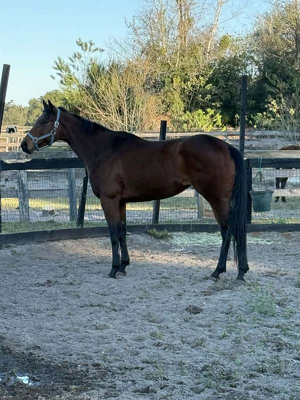 all-around-thoroughbred-horse