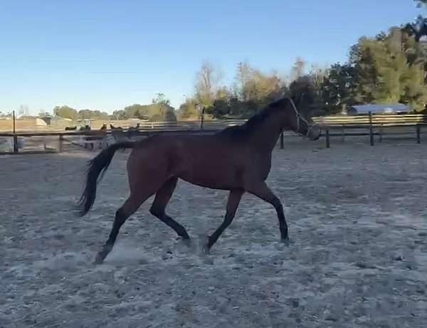 athletic-thoroughbred-horse