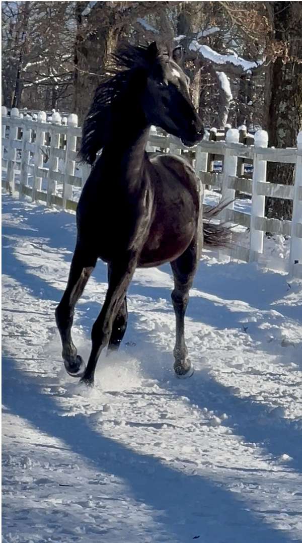 black-dressage-prospect-dutch-warmblood-horse