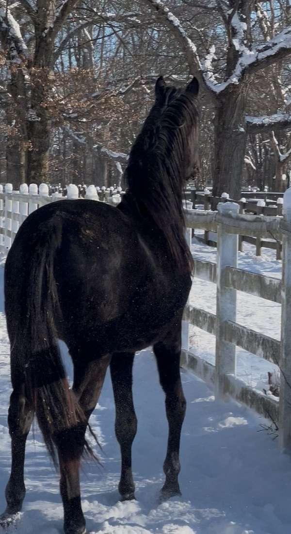 hanoverian-dutch-warmblood-horse