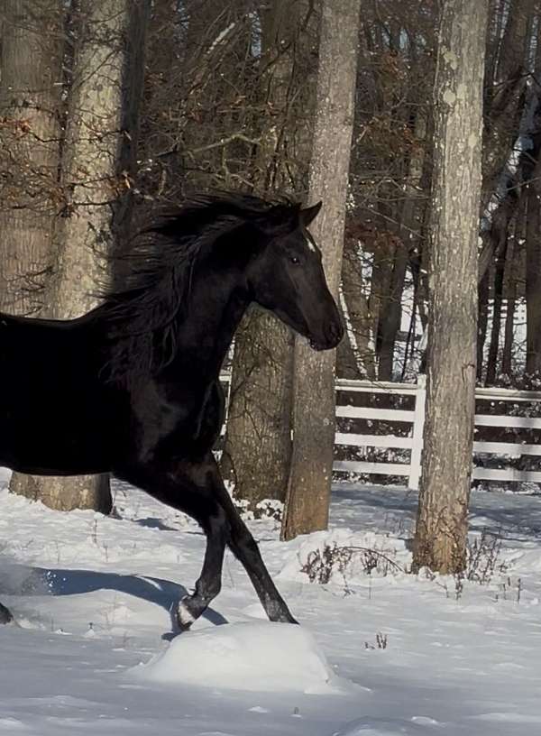 black-dressage-prospect-horse