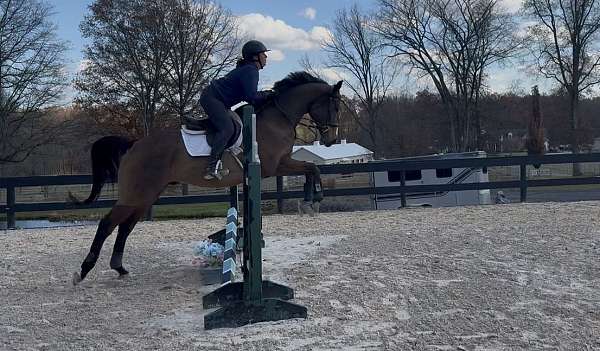 thoroughbred-horse-for-sale